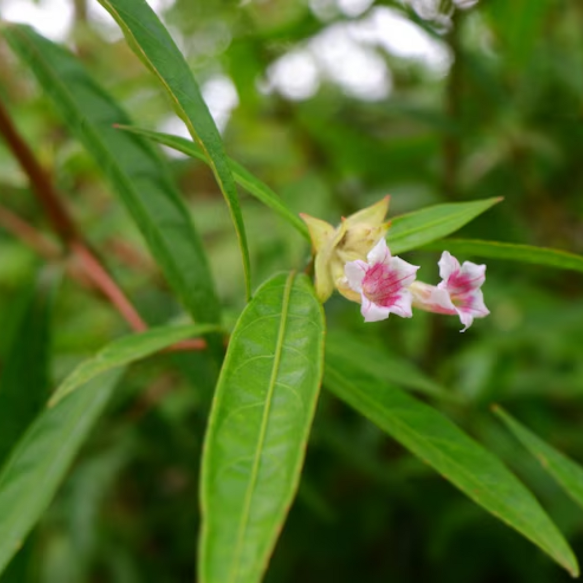 Ayapana (Eupatorium Triplinerve) Medicinal Live Plant (Home & Garden)