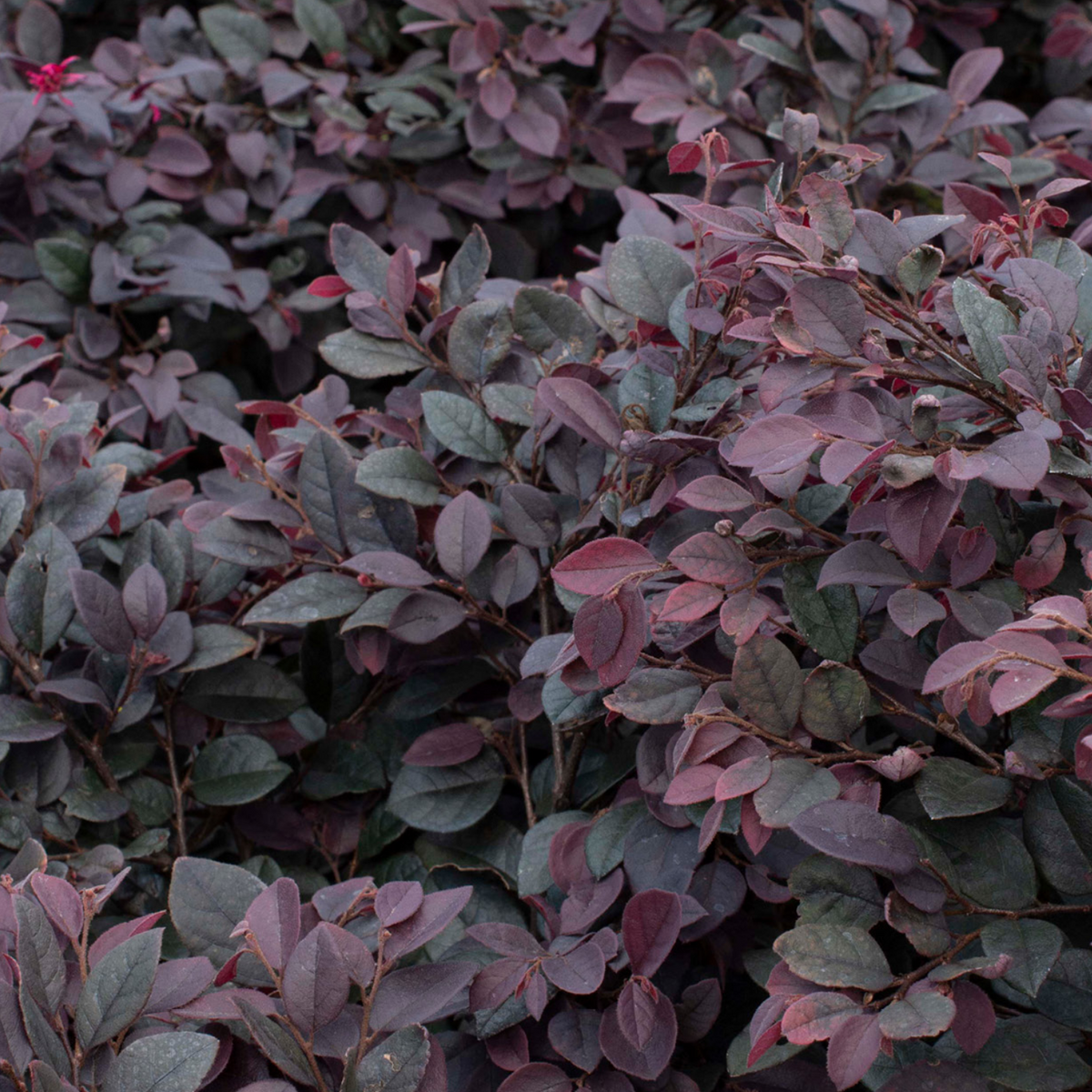 Loropetalum / Chinese Fringe Bush plant Ornamental / Flowering Live Plant (Home & Garden)