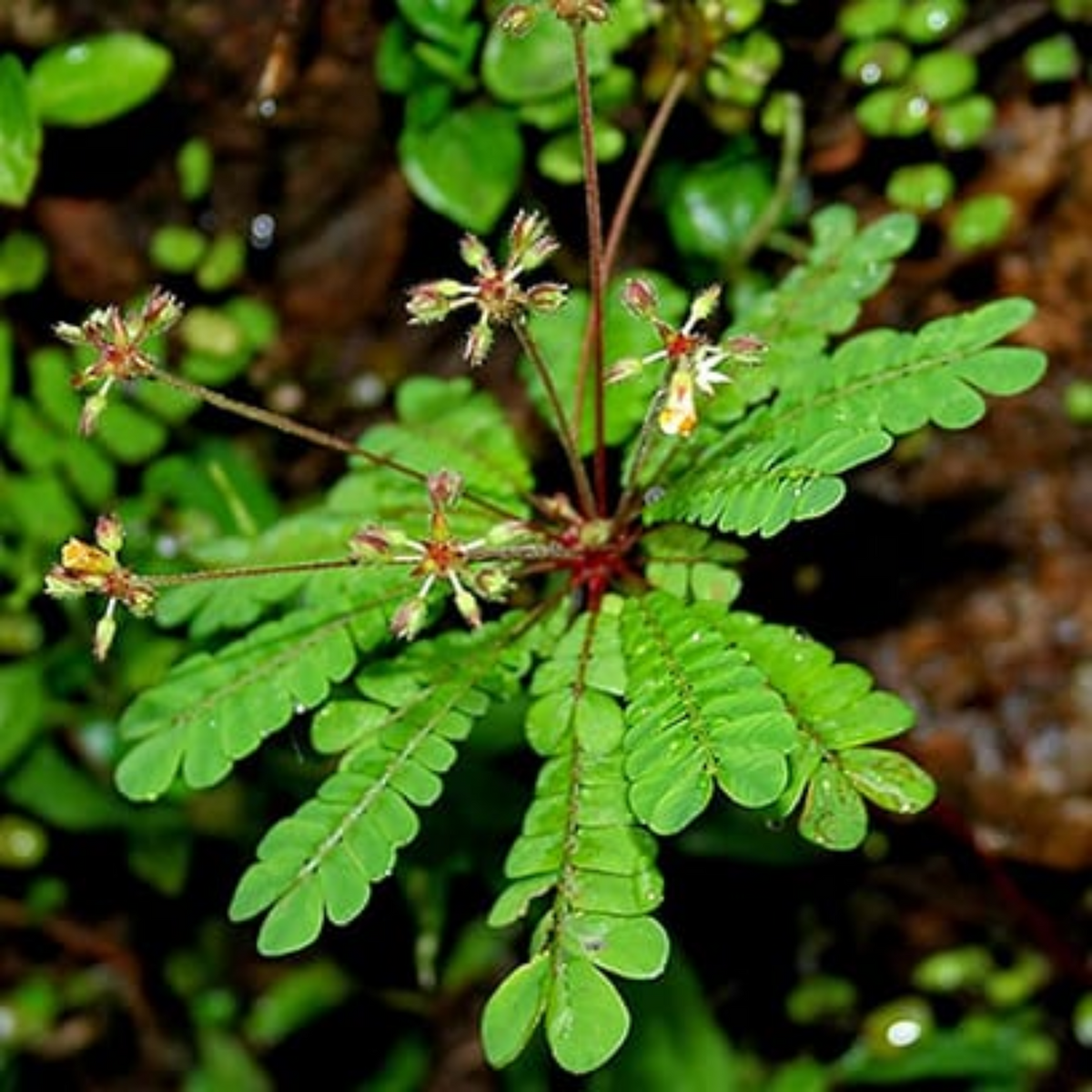 Mukkutti/Little Tree Plant(Biophytum sensitivum)  Medicinal and flowering  Live Plant (Home & Garden)