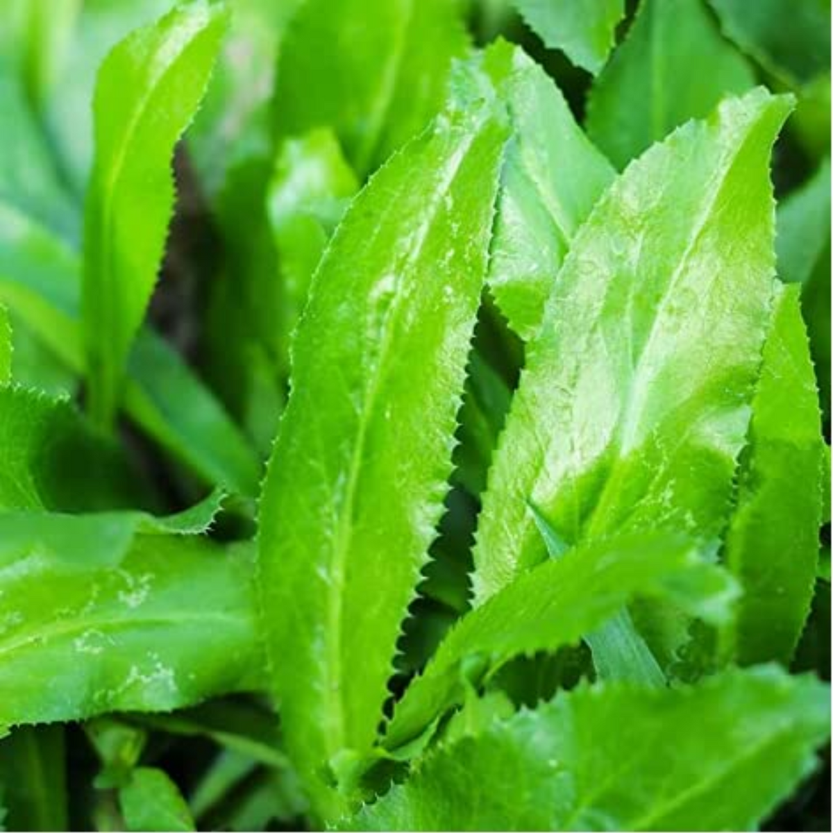 African Malli/Long Coriander(Eryngium Foetidum) Live Plant (Home & Garden)