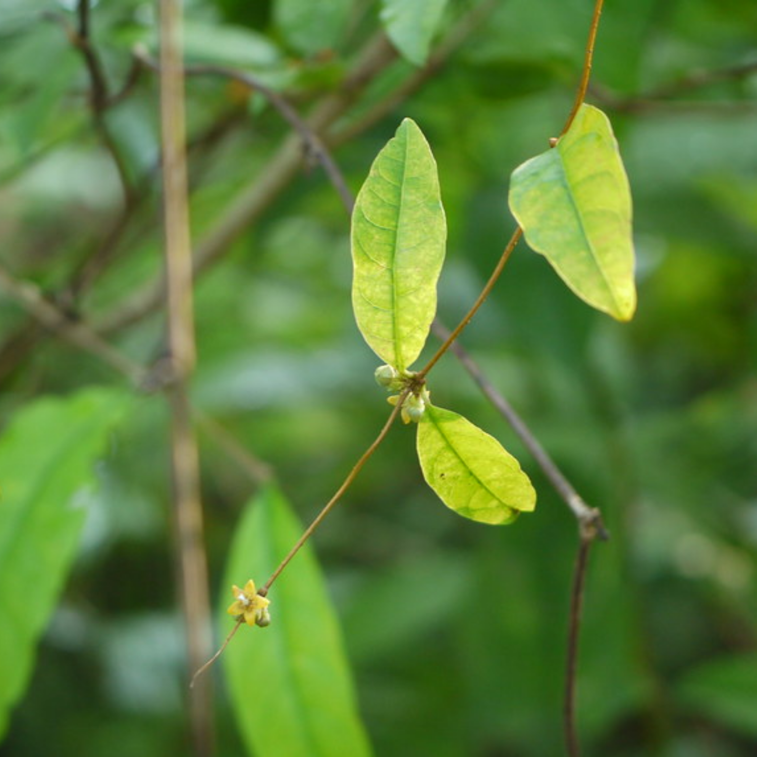Nannari Plant, Anantamul (Indian Sarsaparilla) Medicinal Live Plant (Home & Garden)