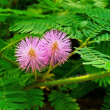 Touch Me Not / Thottavaadi / Shame Plant / Chuimui (Mimosa Pudica) Flowering / Medicinal Live Plant (Home & Garden)