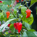 Mali Chilli/Chilly/Pepper/Malabar Chilli Flowering/Ornamental Live Plant (Home & Garden)