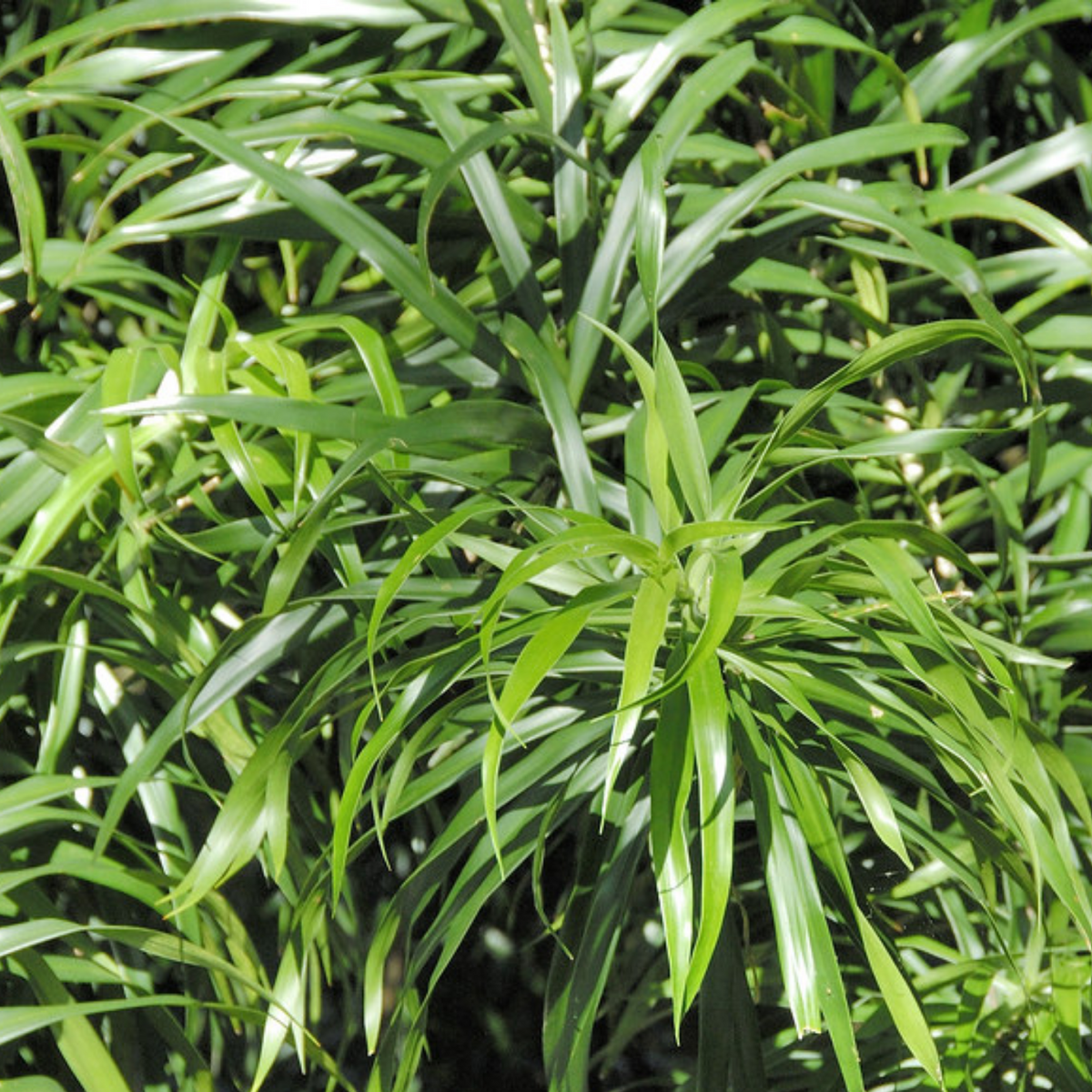 Dracaena Green Ornamental Live Plant (Home & Garden)