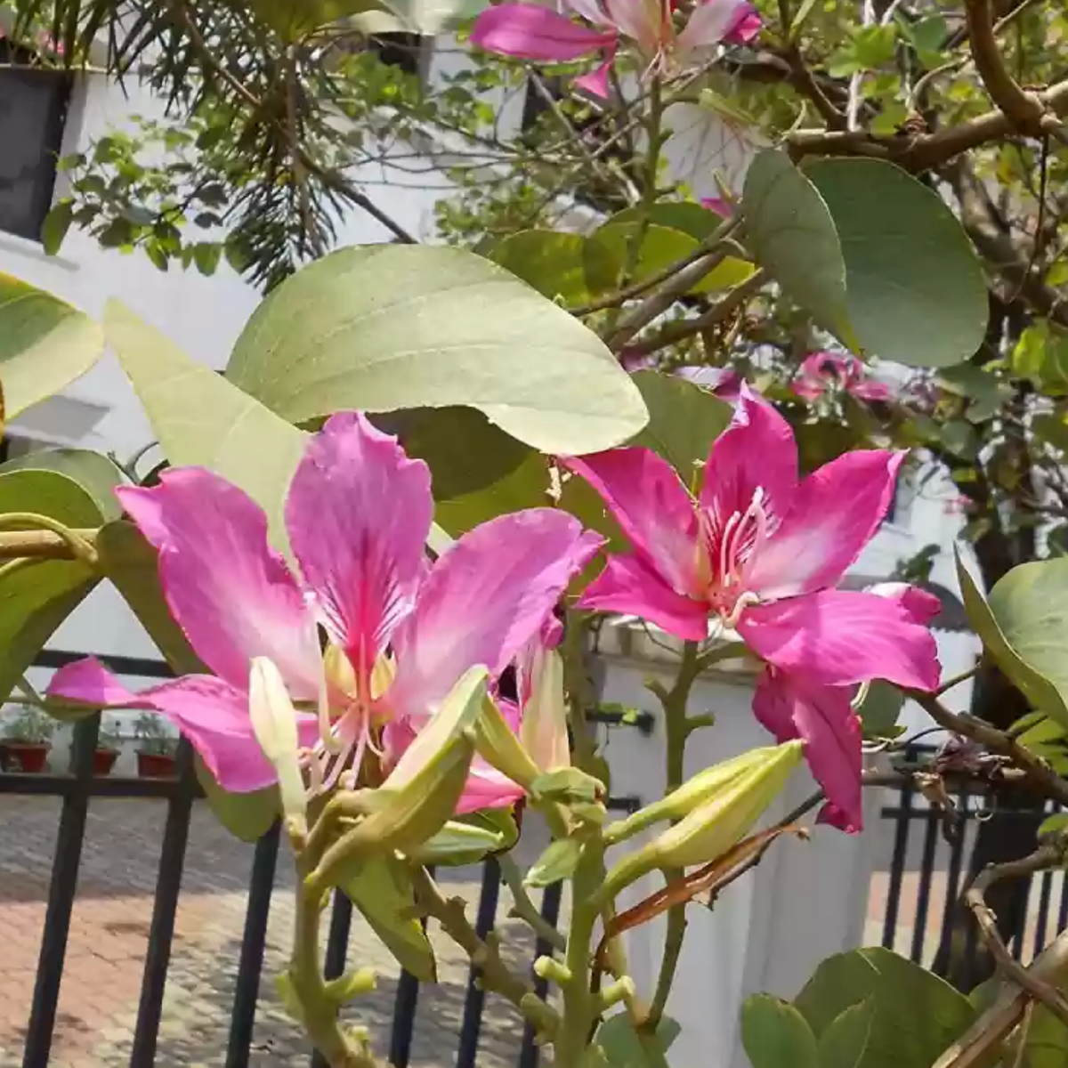 Mandarai Mandaram Violet (Bauhinia Purpurea) Flowering/Ornamental Live Plant (H ...