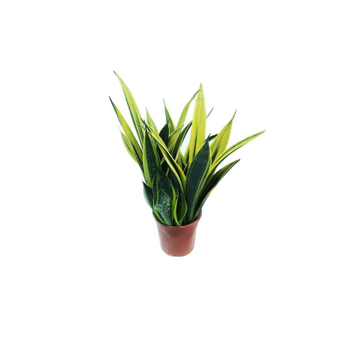 Sansevieria golden (Sansevieria trifasciata )Live Plant in pot (Home