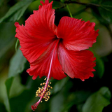 Hibiscus Red / Chembarathi / China rose / Shoeblack Plant (Red) (Hibiscus rosa-sinensis) Flowering/Ornamental\ Live Plant (Home & Garden)