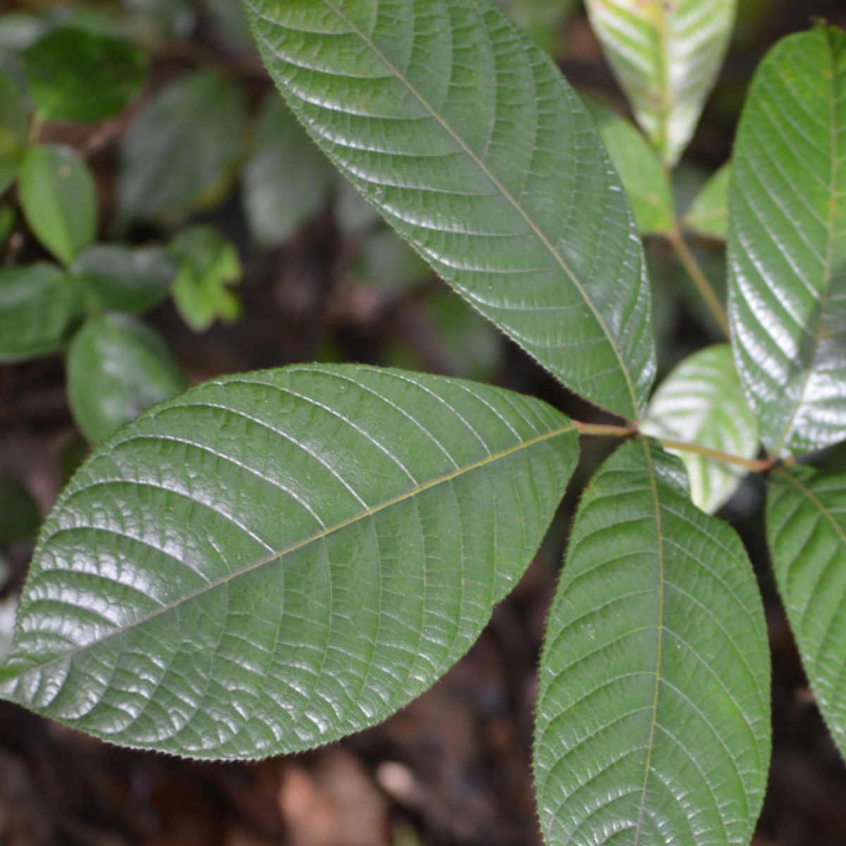 Birth Star : Mula|Moolam|Vichrita (Plant: Kunthirikkam-Boswellia Serrata|Mangifera Indica|Shorea Robusta|Hardwickia Binata) (H&G)