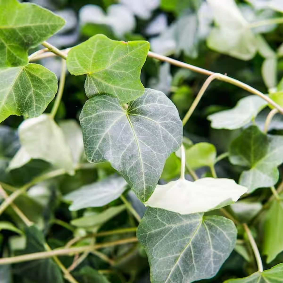 English Ivy / Hedera helix Ornamental / Creeper Live Plant (Home & Garden)