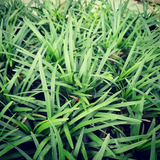 Needle Grass (Pack Of 5) (Nassella tenuissima) - Ornamental Plant Live Plant (Home & Garden)
