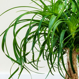 Nolina/Ponytail Palm(Beaucarnea recurvata)Ornamental  Live Plant (Home & Garden)