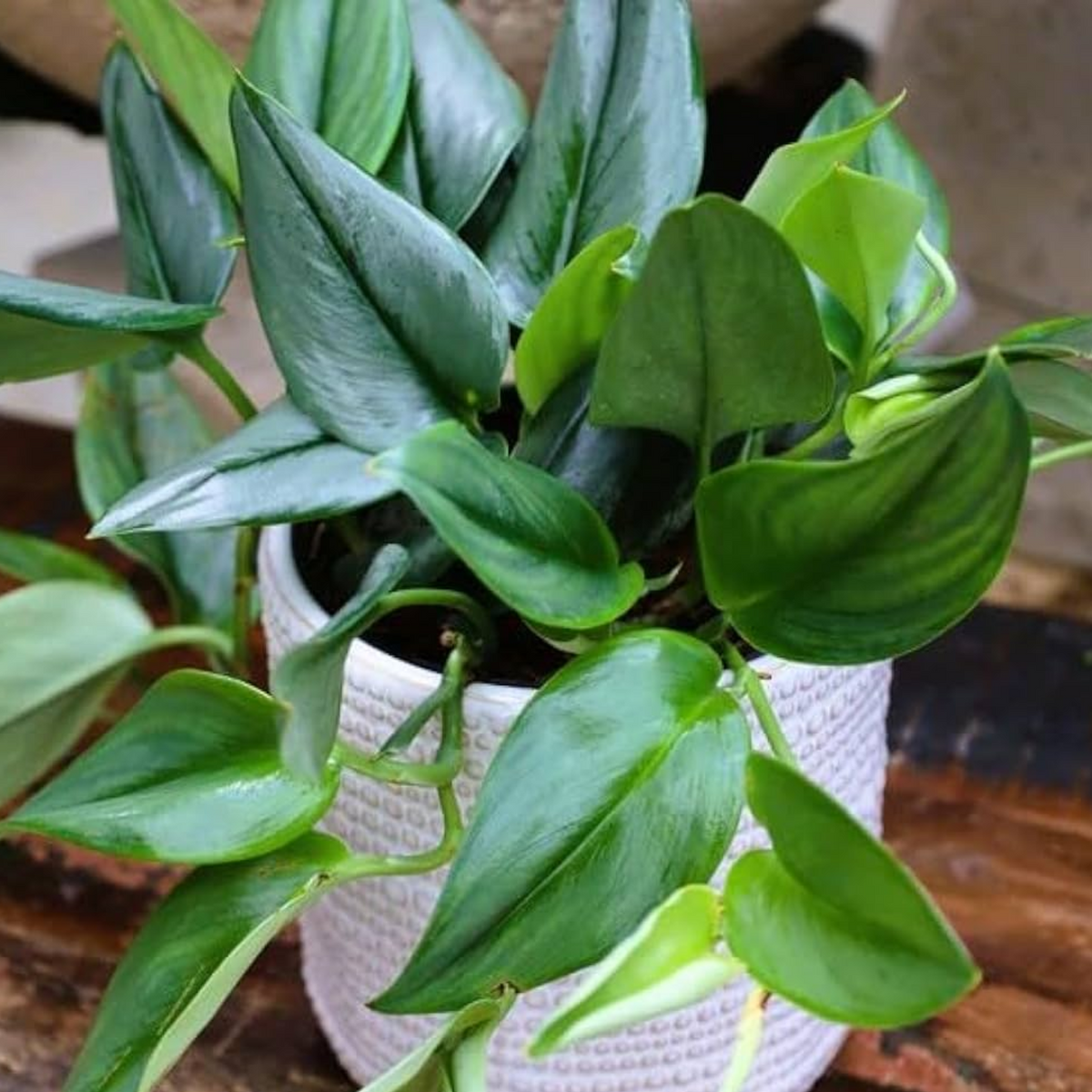 Scindapsus Moonlight(Epipremnum aureum) Live plant(Home & Garden)