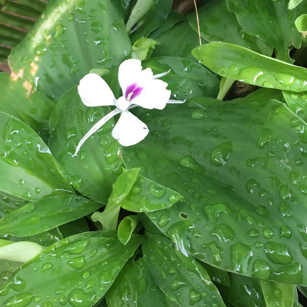 Kacholam (Kaempferia Galanga) Aromatic Ginger Medicinal Live Plant (Home & Garden)