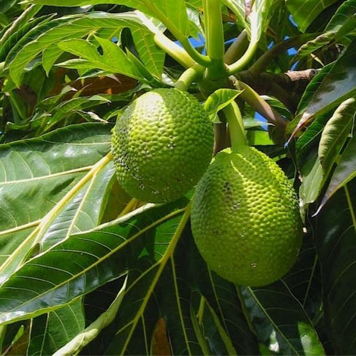 Breadfruit / Kadachakka (Grafted) (Artocarpus Altilis) Fruit Live Plant (Home & Garden)