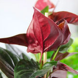 Red Arrow Syngonium (Syngonium podophyllum) Live Plant with hanging (Home & Garden)