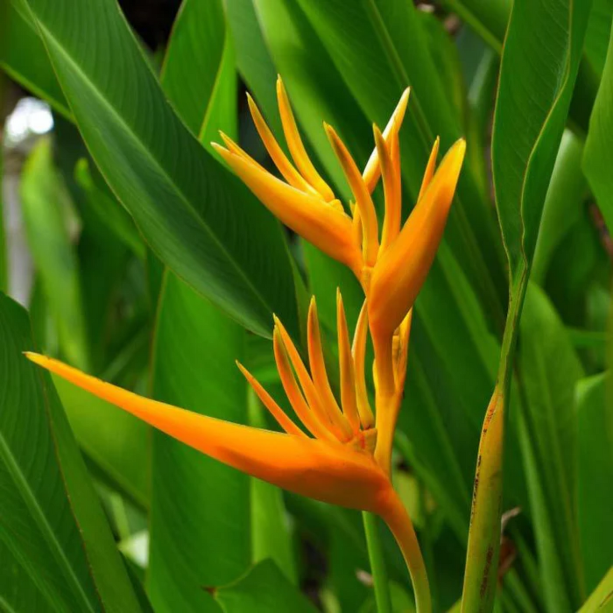 Heliconia (Any Colour) (Genus Heliconia) Flowering/Ornamental Live Plant (Home & Garden)