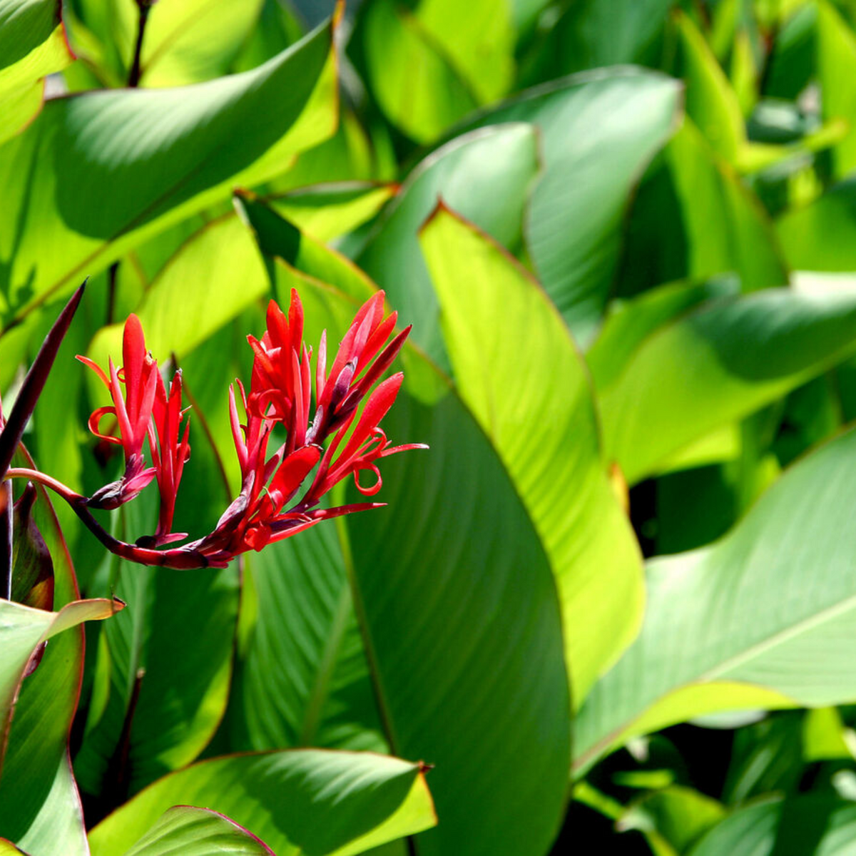 Canna Dwarf (Canna indica) Flowering/Ornamental Live Plant (Home & Garden)