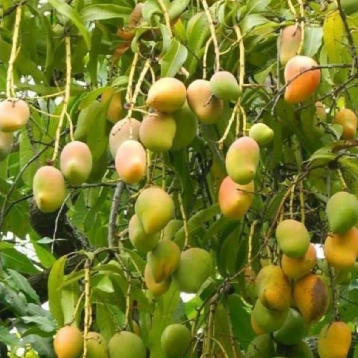 Kottoorkonam Mango Plant (Mangifera indica)  Fruit Live Plant (Home & Garden)