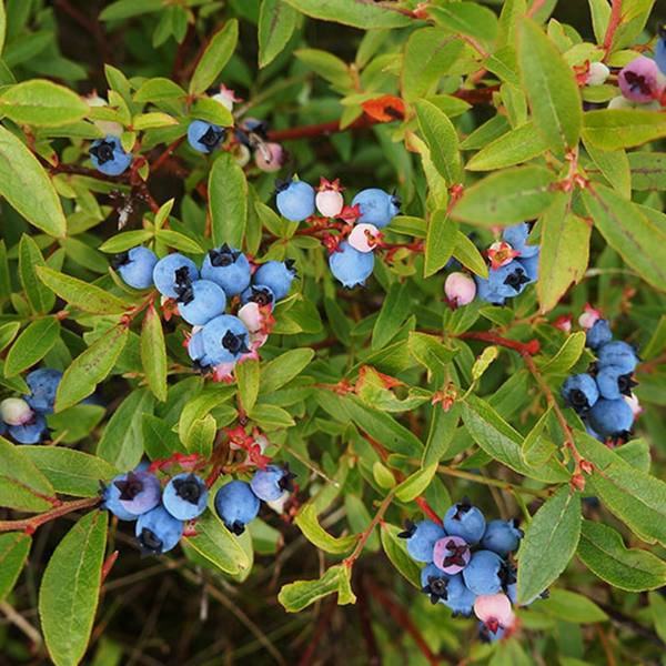 Wild Blueberry (Vaccinium sect. Cyanococcus) Fruit Live Plant (Home ...