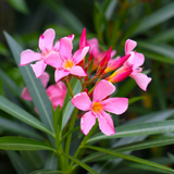 Arali / Nerium Oleander (Pink) Flowering / Ornamental Live Plant (Home & Garden)