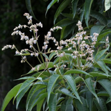 Mayilellu/Tall Chaste Tree(Vitex Altissima)  Live Plant (Home & Garden)