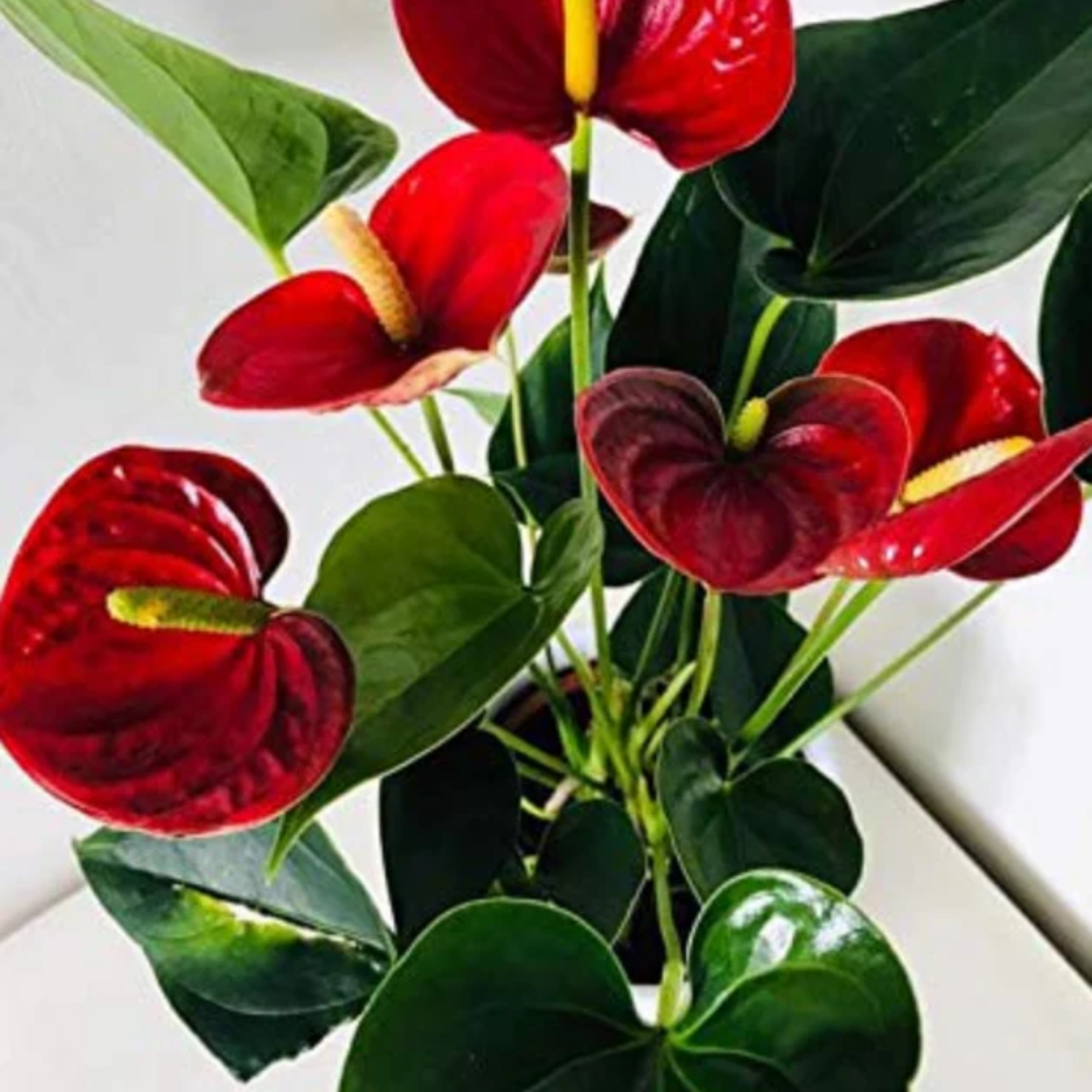 12+ Flamingo Flowers Anthurium Red Flamingo/Flamingo Flower(Anthurium Andraeanum) Flowering