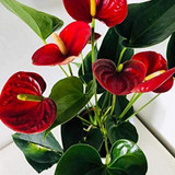 Anthurium Red Flamingo/Flamingo Flower(Anthurium Andraeanum) Flowering/Ornamental Live Plant (Home & Garden)