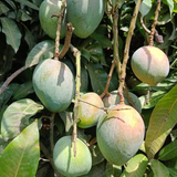 Jehangir Mango Plant (Mangifera indica)  Fruit Live Plant (Home & Garden)