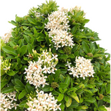 Vella Chethi/White Ixora(Ixora Coccinea)Ornamental Flowering Live Plant (Home & Garden)