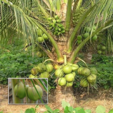 Coconut Tree Hybrid  T X D Coconut Live Plant (Home & Garden)