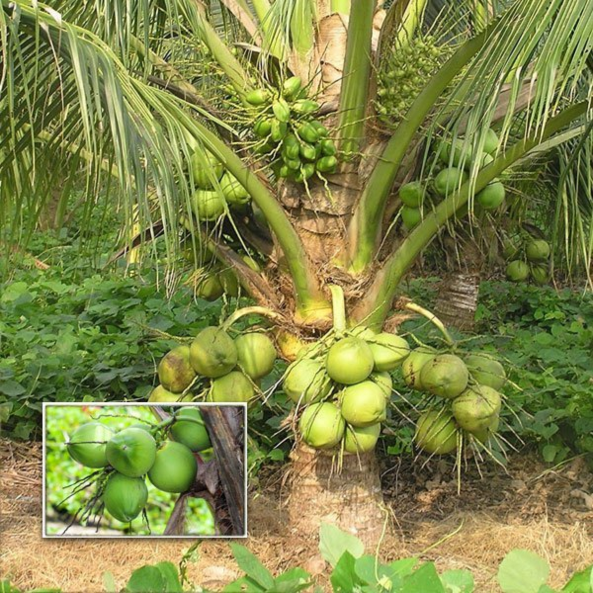 Coconut Tree / Thengu (Sunnanki Dwarf) Hybrid Fruit Live Plant (Home & Garden)