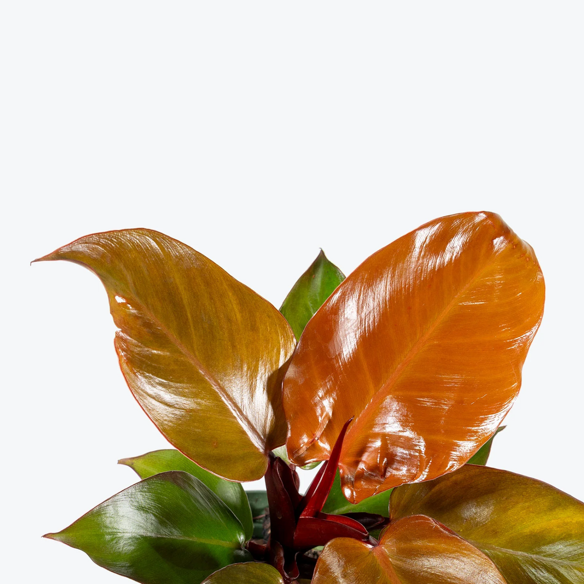 Philodendron Sun Red (Philodendron erubescens) Ornamental Live Plant (Home & Garden)