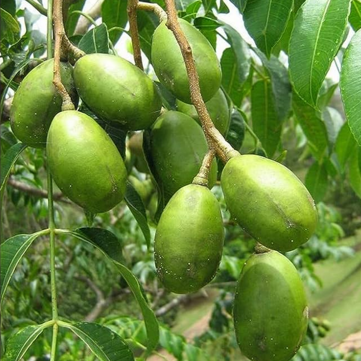 Hugplum Ambazham / Hog Plum / Ambarella (Spondias mombin) Fruit Live Plant (Ho ...