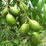 Ambazham / Hog Plum / Ambarella (Spondias mombin) Fruit Live Plant (Home & Garden)
