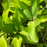 Ilamulachi / Patharchatta / (Bryophyllum Pinnatum) Kalanchoe Pinnata Medicinal Live Plant (Home & Garden)