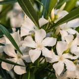 Arali / Nerium Oleander (White) Flowering / Ornamental Live Plant (Home & Garden)