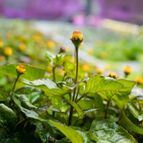 Buzz button/Toothache Plant/Paracress/Sichuan Buttons/Buzz Ting Flower (Acmella Oleracea) Live Plant (Home & Garden)