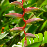 Heliconia Chartacea Sexy Pink (Genus Heliconia) Flowering/Ornamental Live Plant (Home & Garden)