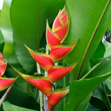 Heliconia / Lobster-claws Big (Genus Heliconia) Flowering/Ornamental Live Plant (Home & Garden)