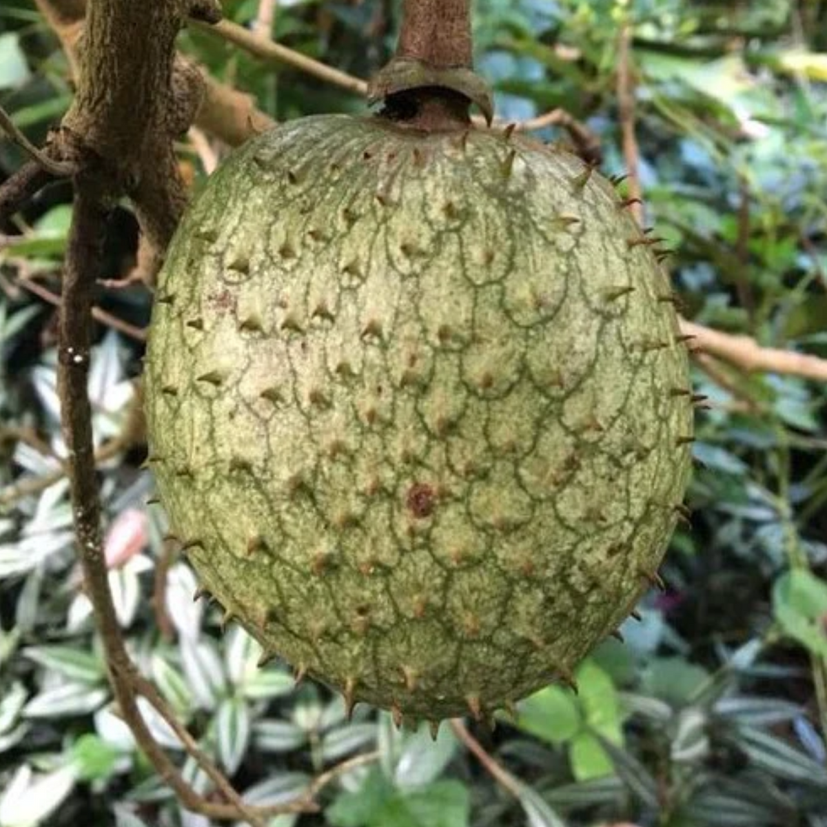 Mountain Soursop Fruit (Annona Montana) Seedling Fruit Live Plant (Hom ...