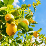 Odichukuthi Lemon Live Plant (Citrus Limon) Fruit/Ornamental Live Plant (Home & Garden)