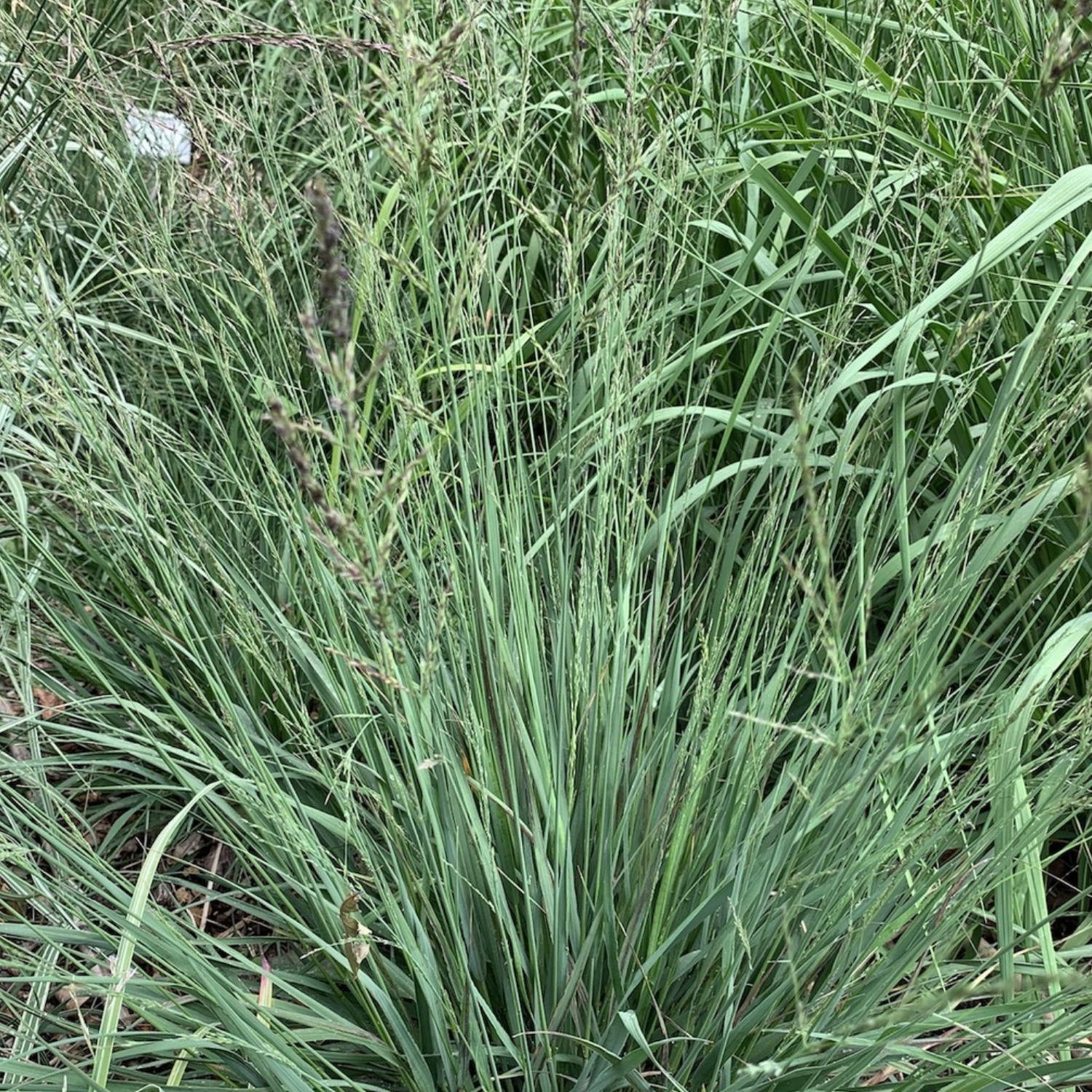 Mountain Grass - Ornamental Plant Live Plant (Home & Garden)