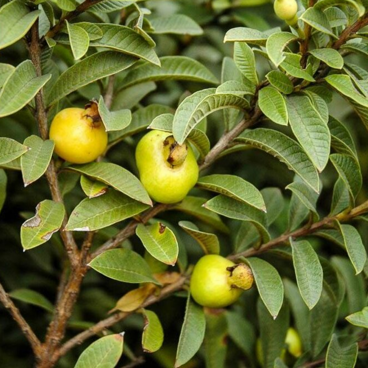 Chinese Guava (Psidium cattleianum) Fruit Live Plant (Home & Garden)