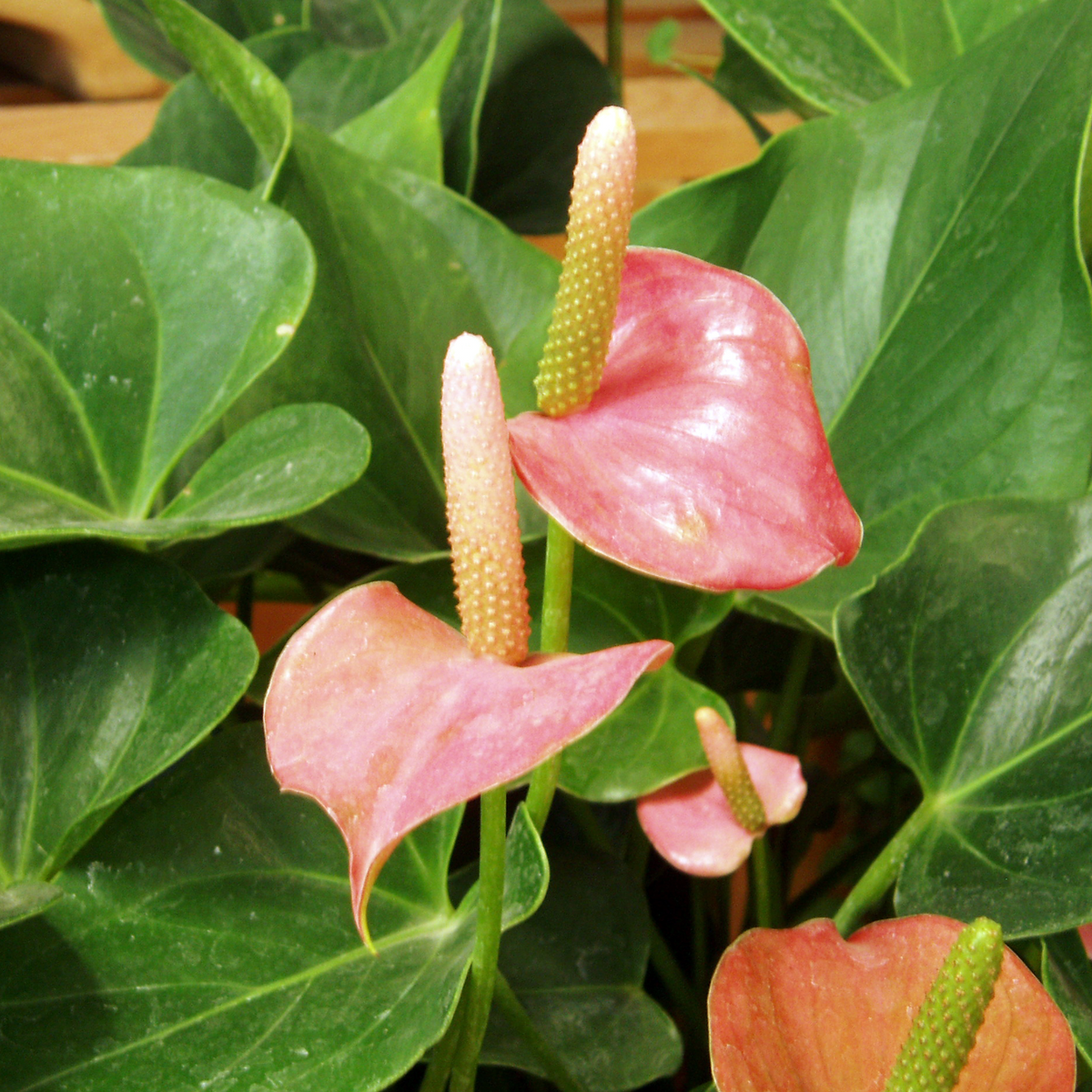 Anthurium Paint Brush/Painter's-palette Plant(Anthurium Pendulifolium) Flowering/Ornamental Live Plant(Home & Garden)