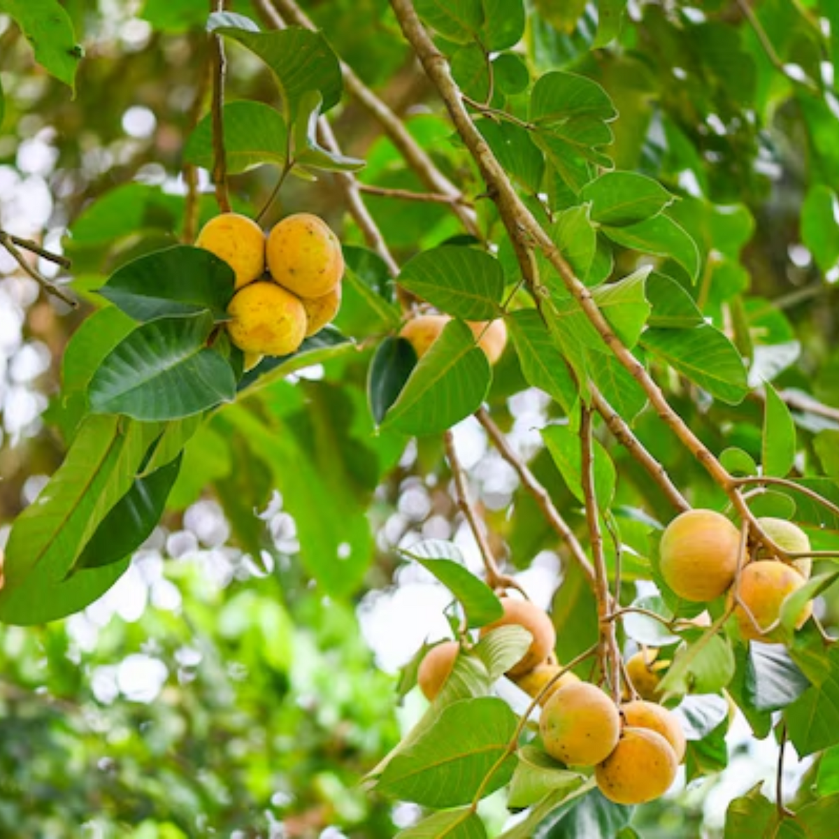 Sweet Santol (Sandoricum koetjape) Fruit Live Plant (Home & Garden)