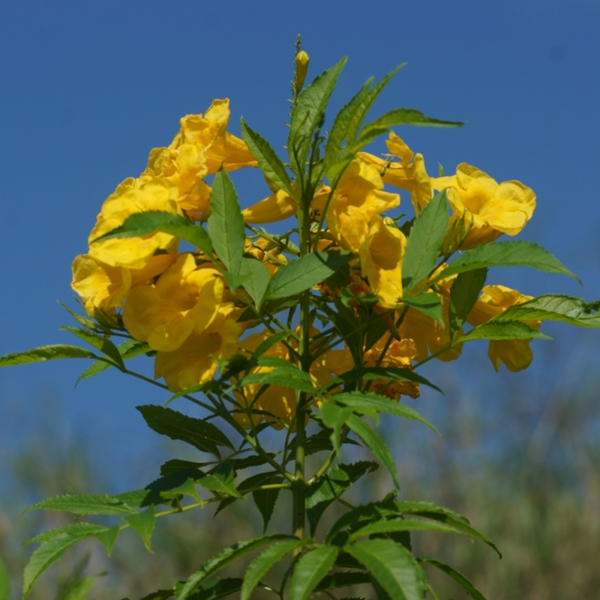 Ticoma rio/ Rio de Janeiro trumpet tree (Tabebuia impetiginosa) Ornamental Live Plant (Home & Garden)