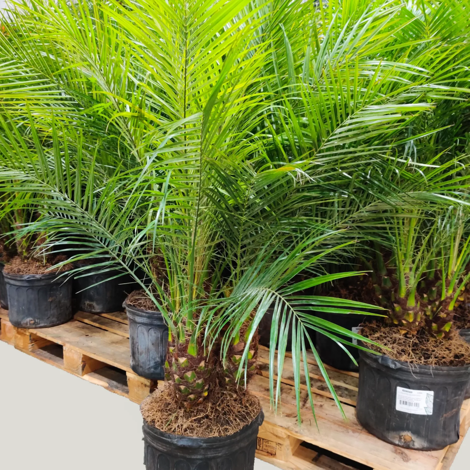 Phoenix Palm / Pygmy Date Palm (Phoenix roebelenii) Ornamental Live Plant (Home & Garden)