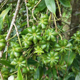 Star Anise (Seedling) (Illicium verum)Spice Plant(Home & Garden)