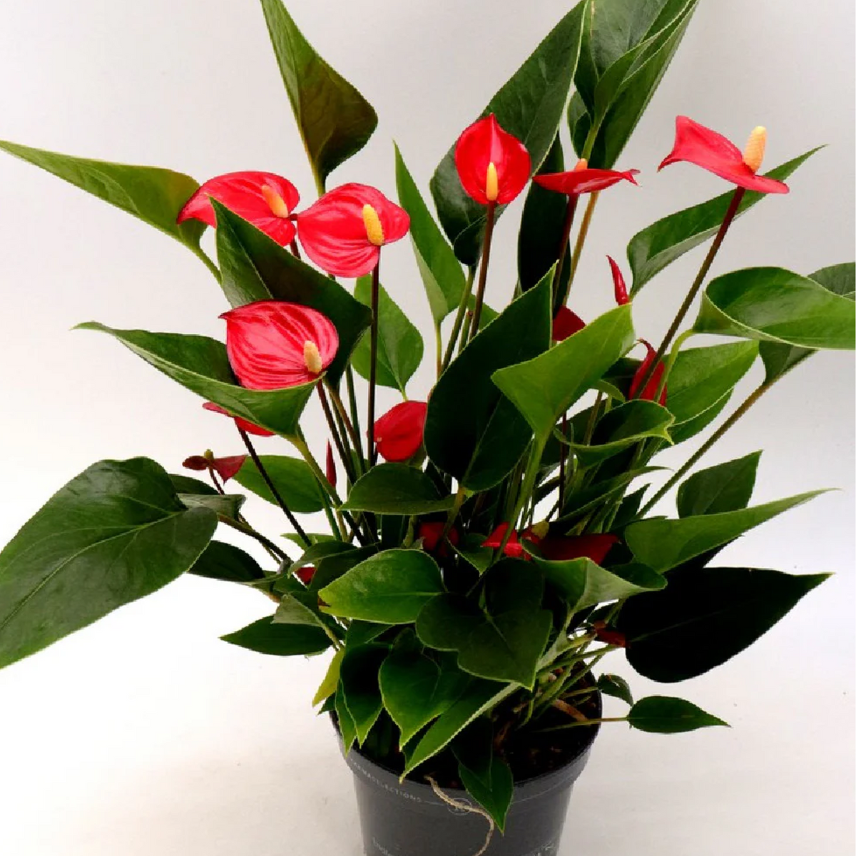 Anthurium Million (Anthurium andraeanum) Flowering/Ornamental Live Plant (Home & Garden)