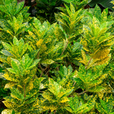 Gold Dust Croton / Codiaeum variegatum Ornamental Live Plant (Home & Garden)